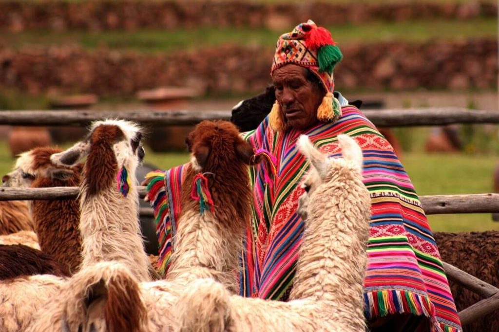 Man with llamas in Peru